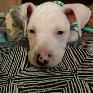 Meet your Posher, Destiny